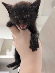 Shelter Stray Female Cat last seen Near NW 70th Ct, 64118, MO, 7077 Elmwood Ave, Kansas City, MO 64132, USA