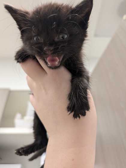 Shelter Stray Female Cat last seen Near NW 70th Ct, 64118, MO, 7077 Elmwood Ave, Kansas City, MO 64132, USA