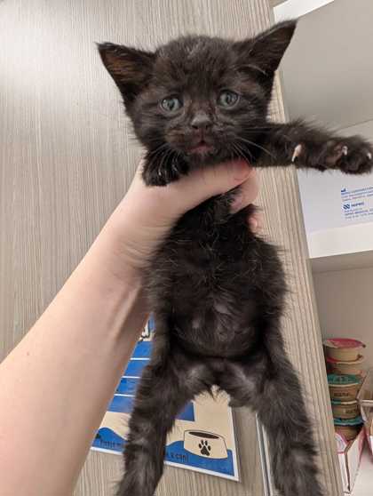 Shelter Stray Male Cat last seen Near NW 70th Ct, 64118, MO, 7077 Elmwood Ave, Kansas City, MO 64132, USA