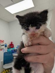 Shelter Stray Male Cat last seen Near w 8th st., 64111, MO, 7077 Elmwood Ave, Kansas City, MO 64132, USA