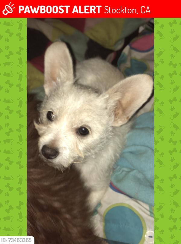 Lost Male Dog last seen Cheyanne way and Laredo cir., Stockton, CA 95209