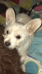 Lost Male Dog last seen Cheyanne way and Laredo cir., Stockton, CA 95209
