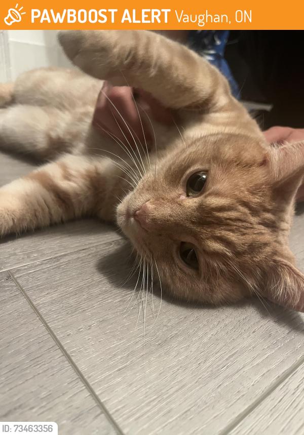 Found/Stray Male Cat last seen dufferin and kirby, Vaughan, ON 