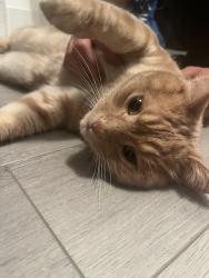 Found/Stray Male Cat last seen dufferin and kirby, Vaughan, ON 