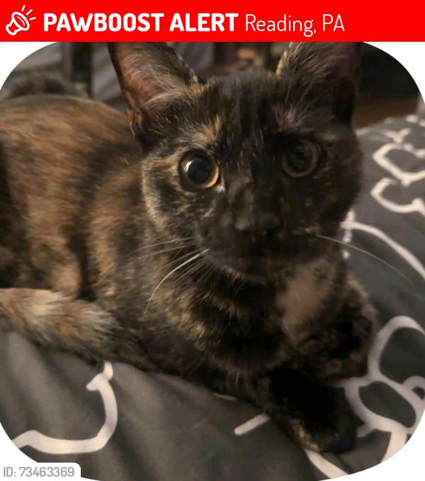 Lost Female Cat last seen Cotton street, Reading, PA 19606