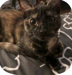 Lost Female Cat last seen Cotton street, Reading, PA 19606