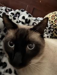 Lost Male Cat last seen 12th street and Countryclub, Newcastle, OK 73065