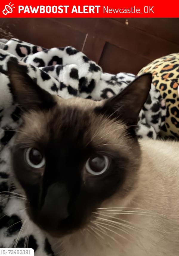Lost Male Cat last seen 12th street and Countryclub, Newcastle, OK 73065