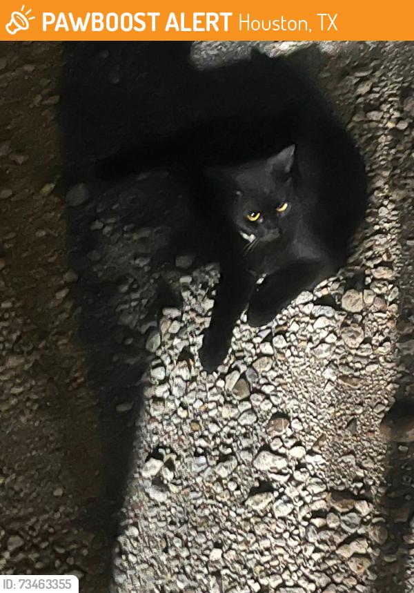 Found/Stray Unknown Cat last seen Axelrad Beer Garden parking lot, Houston, TX 77004