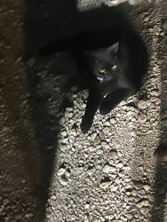 Found/Stray Unknown Cat last seen Axelrad Beer Garden parking lot, Houston, TX 77004