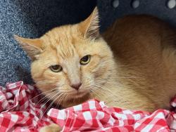 Shelter Stray Male Cat last seen Near E 169th Street, BRONX, NY, 10452, 326 E 110th St, New York, NY 10029, USA