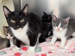 Shelter Stray Female Cat last seen Near E 227 Street, BRONX, NY, 10466, 326 E 110th St, New York, NY 10029, USA