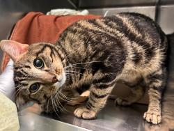 Shelter Stray Male Cat last seen Near Lott Avenue, BROOKLYN, NY, 11212, 326 E 110th St, New York, NY 10029, USA