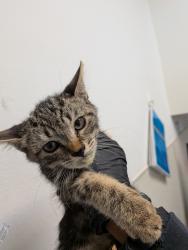 Shelter Stray Female Cat last seen Near Town Center Parkway, Santee, CA, 92071, 5500 Gaines St, San Diego, CA 92110, USA