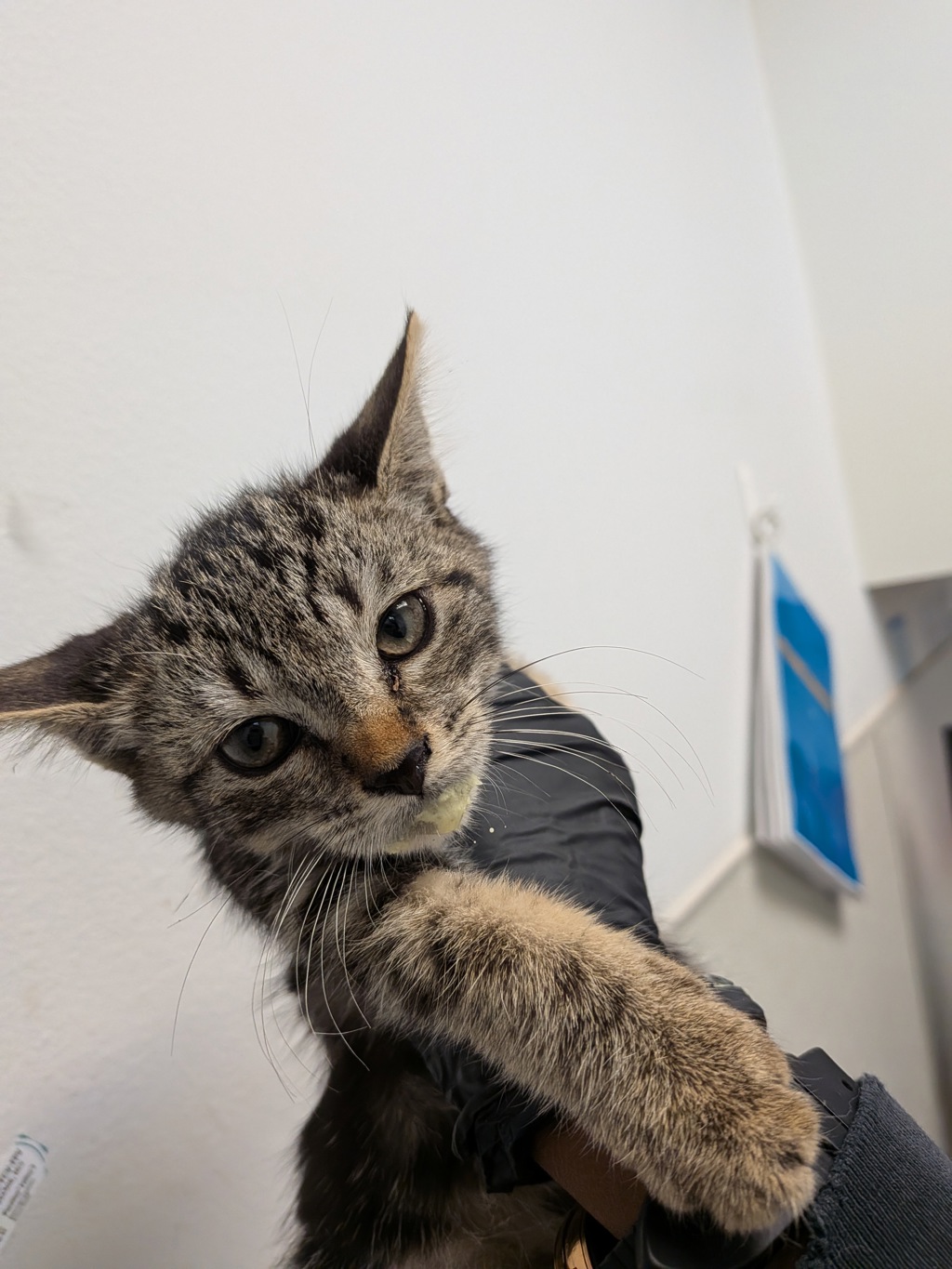 Shelter Stray Female Cat last seen Near Town Center Parkway, Santee, CA, 92071, 5500 Gaines St, San Diego, CA 92110, USA