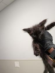 Shelter Stray Male Cat last seen park by mira mesa library, San Diego, CA, 92126, 5500 Gaines St, San Diego, CA 92110, USA