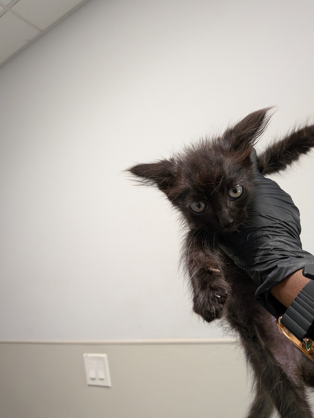 Shelter Stray Male Cat last seen park by mira mesa library, San Diego, CA, 92126, 5500 Gaines St, San Diego, CA 92110, USA