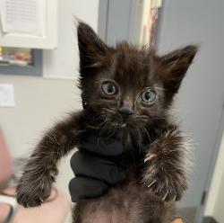 Shelter Stray Female Cat last seen park by mira mesa library, San Diego, CA, 92126, 5500 Gaines St, San Diego, CA 92110, USA