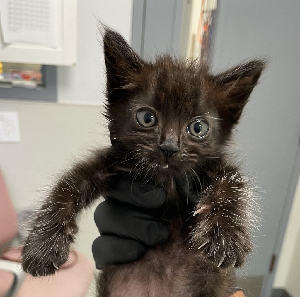 Shelter Stray Female Cat last seen park by mira mesa library, San Diego, CA, 92126, 5500 Gaines St, San Diego, CA 92110, USA