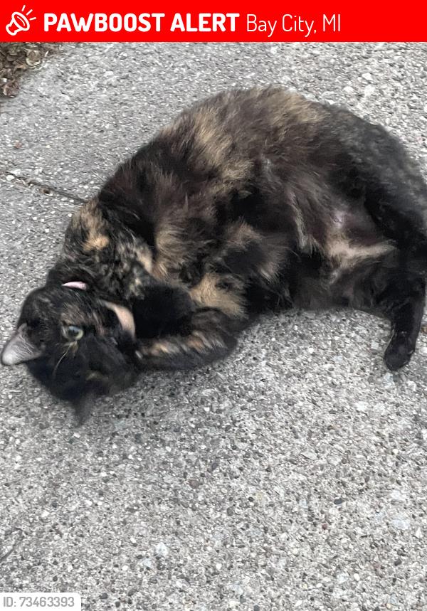 Lost Female Cat last seen Near Polk street bay city Michigan, Bay City, MI 48708