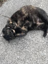 Lost Female Cat last seen Near Polk street bay city Michigan, Bay City, MI 48708