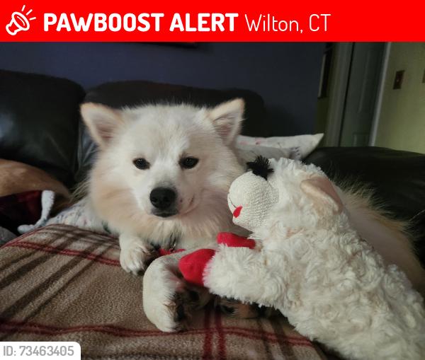 Lost Male Dog last seen Mail coach rd wilton, ct, Wilton, CT 06850