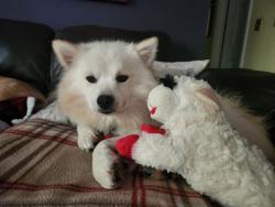 Lost Male Dog last seen Mail coach rd wilton, ct, Wilton, CT 06850
