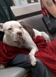 Found/Stray Unknown Dog last seen Decatur and Charleston, Las Vegas, NV 89146