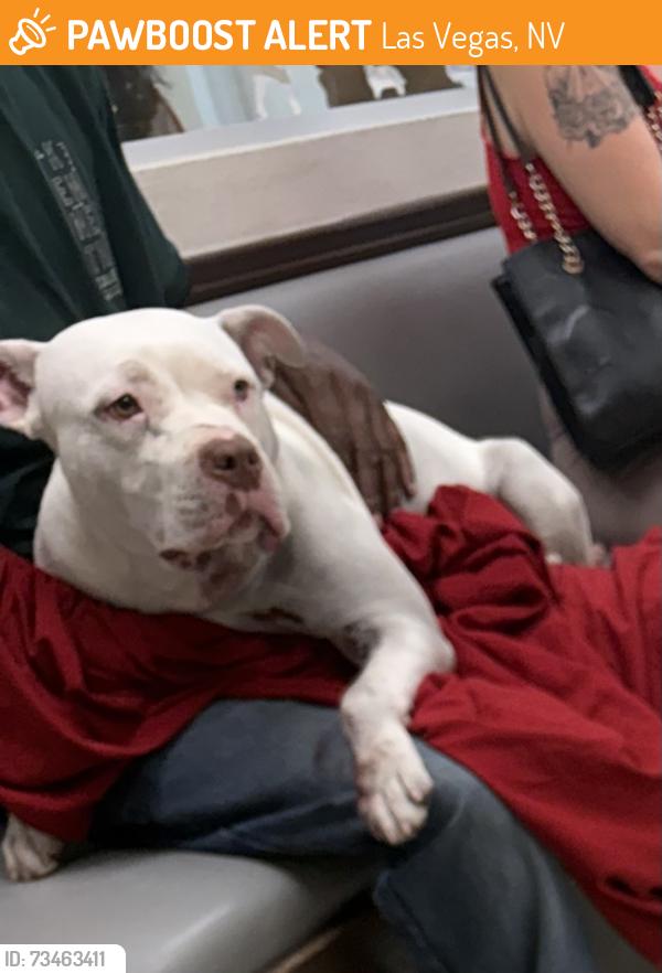 Found/Stray Unknown Dog last seen Decatur and Charleston, Las Vegas, NV 89146