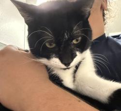 Found/Stray Male Cat last seen Cable Ranch and Waters Edge, San Antonio, TX 78245