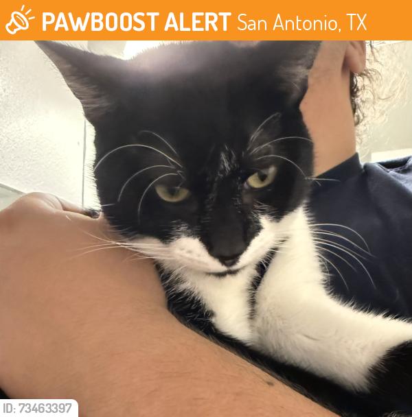 Found/Stray Male Cat last seen Cable Ranch and Waters Edge, San Antonio, TX 78245
