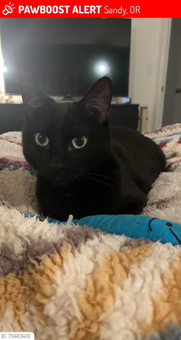 Lost Male Cat last seen Steens rd and Indian summer st, Sandy, OR 97055