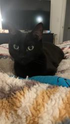 Lost Male Cat last seen Steens rd and Indian summer st, Sandy, OR 97055