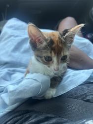 Lost Female Cat last seen University dr, Fort Worth, TX 76107