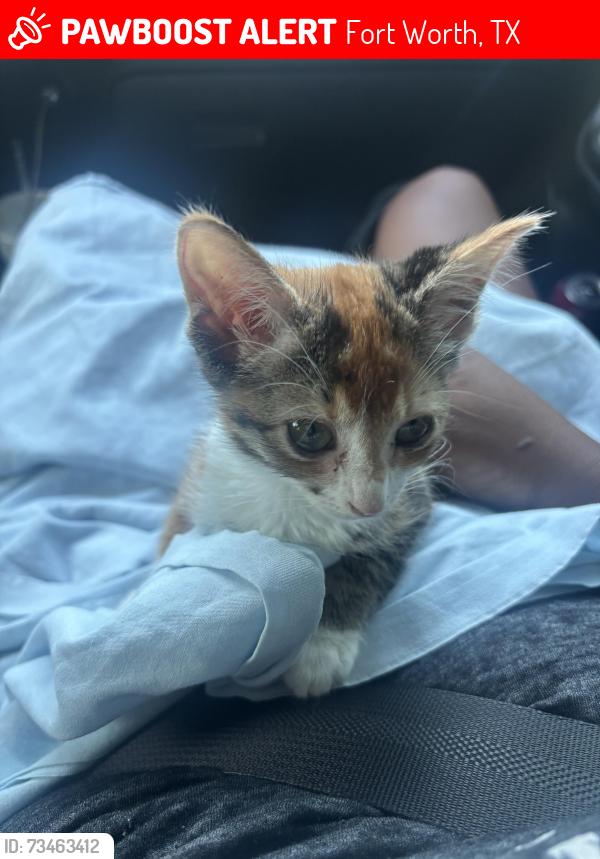 Lost Female Cat last seen University dr, Fort Worth, TX 76107