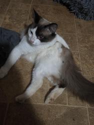 Reunited Male Cat last seen Cherryview neighborhood, Winston-Salem, NC 27105