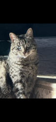 Lost Female Cat last seen Raleigh and Alamo, Vacaville, CA 95687