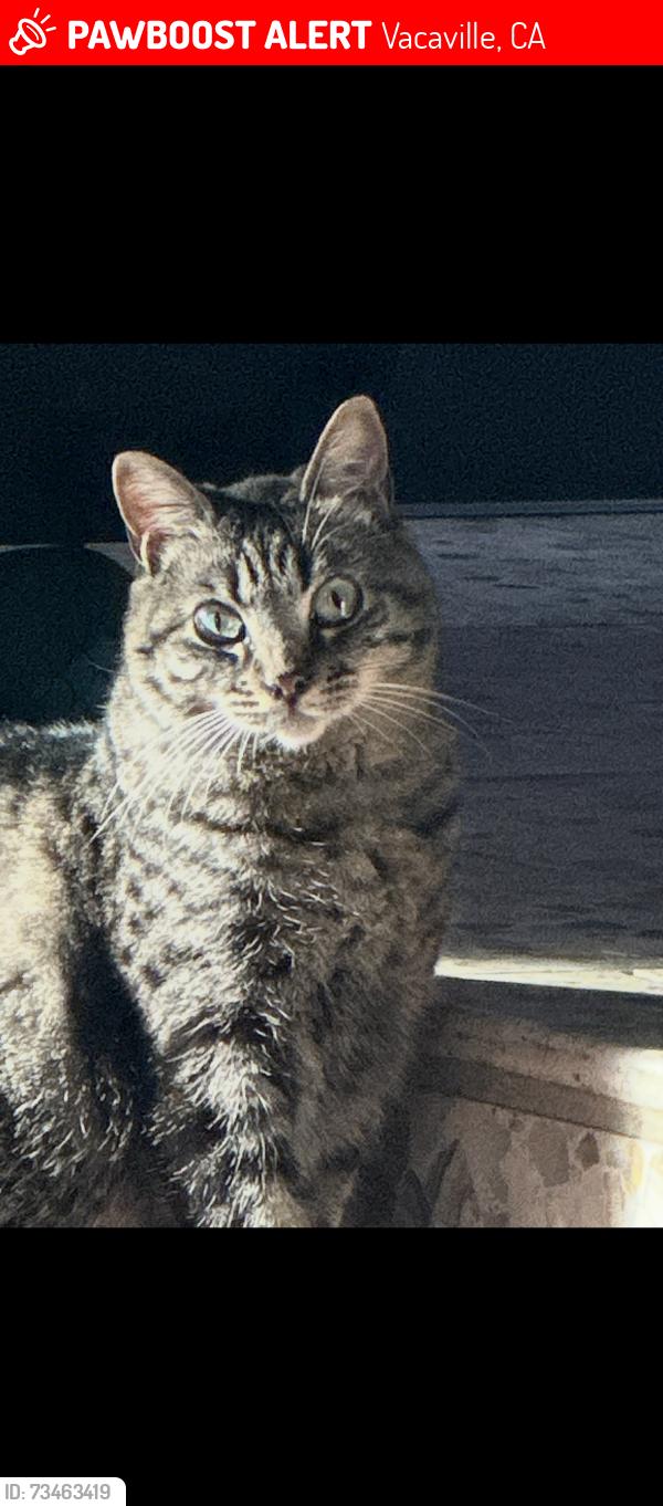Lost Female Cat last seen Raleigh and Alamo, Vacaville, CA 95687