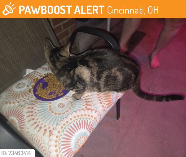 Found/Stray Female Cat last seen Glenhaven and Copperfield, Cincinnati, OH 45238
