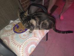 Found/Stray Female Cat last seen Glenhaven and Copperfield, Cincinnati, OH 45238