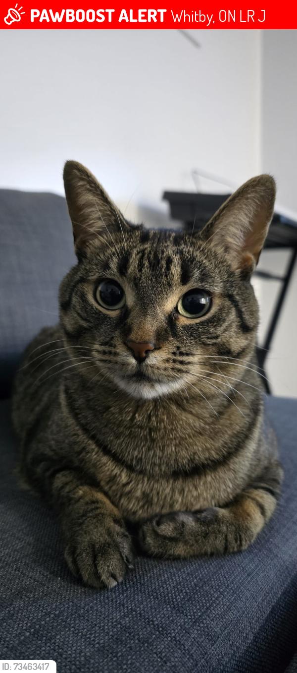 Lost Female Cat last seen Garden Street and Promenade Dr, Whitby, ON L1R 0J8