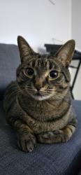Lost Female Cat last seen Garden Street and Promenade Dr, Whitby, ON L1R 0J8