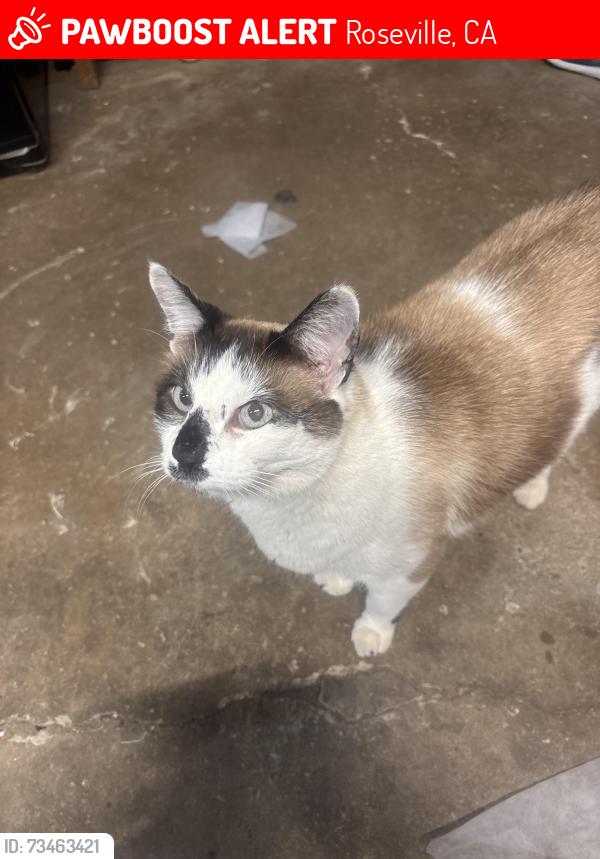 Lost Male Cat last seen Cirby and Champion Oaks, Roseville, CA 95661