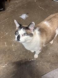 Lost Male Cat last seen Cirby and Champion Oaks, Roseville, CA 95661