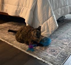 Found/Stray Female Cat last seen Old Fourth Ward Park, Atlanta, GA 30312