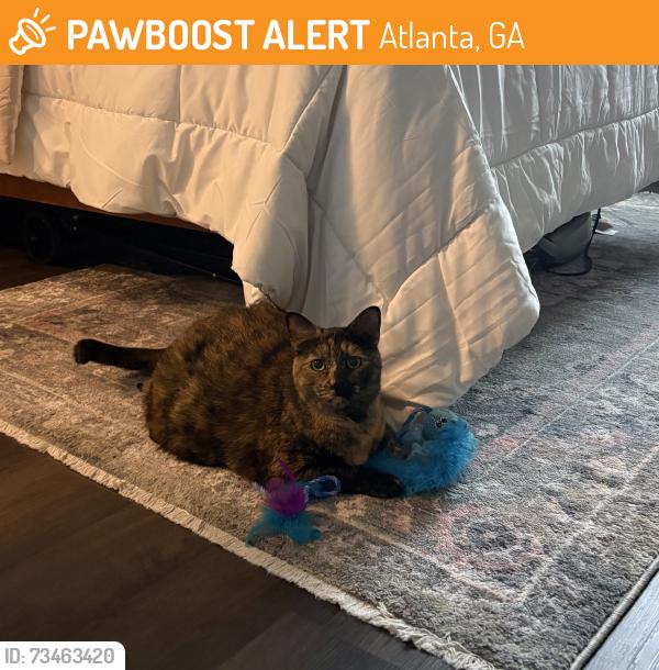 Found/Stray Female Cat last seen Old Fourth Ward Park, Atlanta, GA 30312