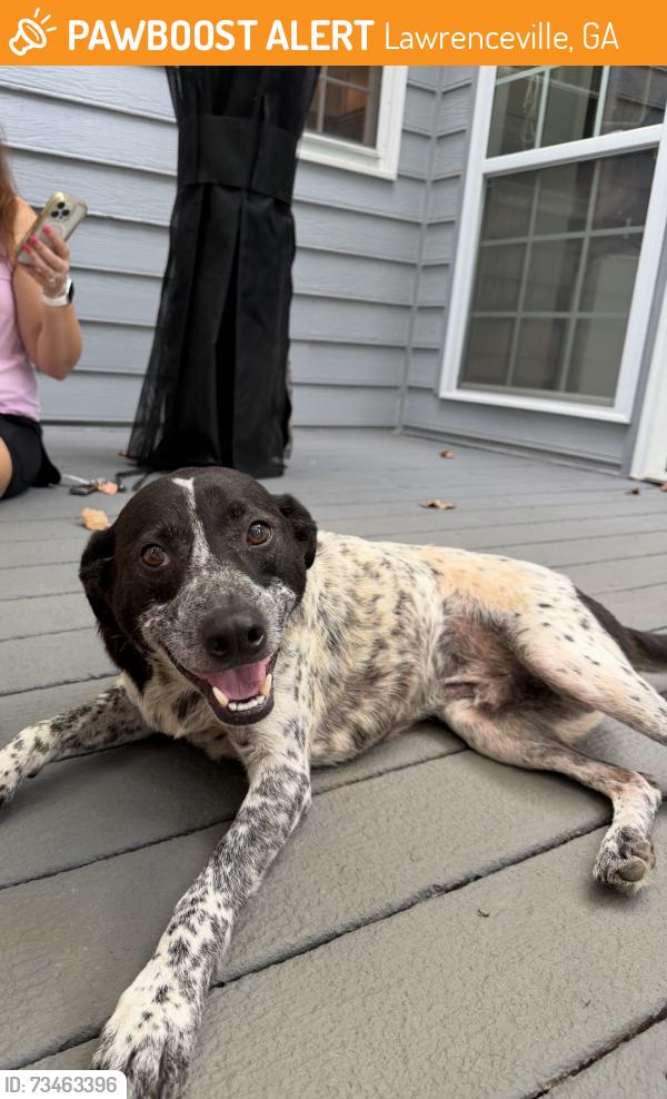 Found/Stray Male Dog last seen Russell road and Calvin Davis circle, Lawrenceville, GA 30046