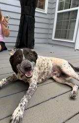 Found/Stray Male Dog last seen Russell road and Calvin Davis circle, Lawrenceville, GA 30046