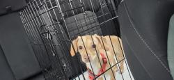 Lost Female Dog last seen Menards/US bank, Fridley, MN 55421