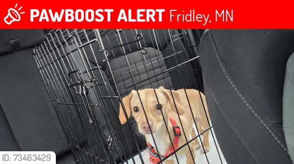Lost Female Dog last seen Menards/US bank, Fridley, MN 55421